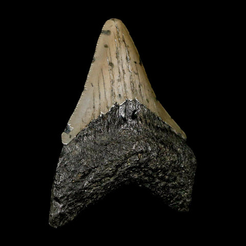 2.8" Quality Megalodon Shark Tooth Serrated Fossil Natural Miocene Age COA