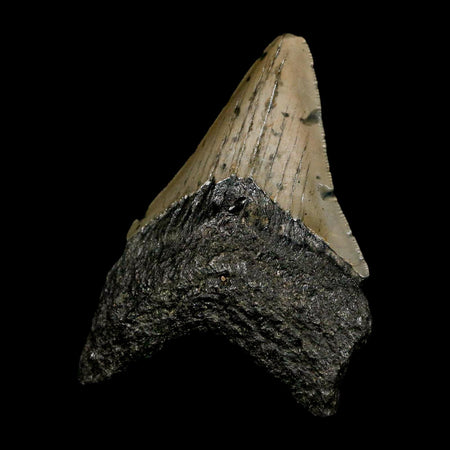 2.8" Quality Megalodon Shark Tooth Serrated Fossil Natural Miocene Age COA