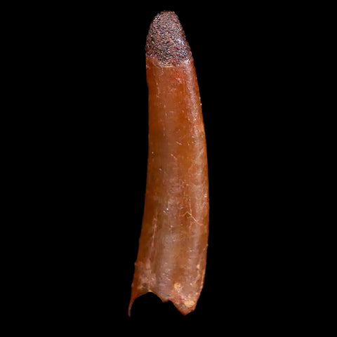 1" Pterosaur Coloborhynchus Fossil Tooth Upper Cretaceous Morocco COA & Display - Fossil Age Minerals