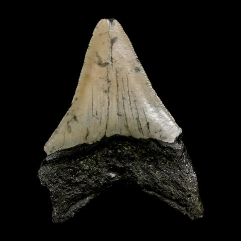 2.8" Quality Megalodon Shark Tooth Serrated Fossil Natural Miocene Age COA
