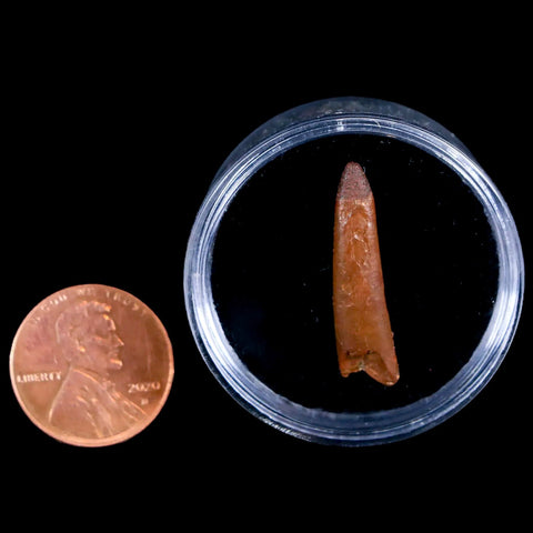 1" Pterosaur Coloborhynchus Fossil Tooth Upper Cretaceous Morocco COA & Display - Fossil Age Minerals