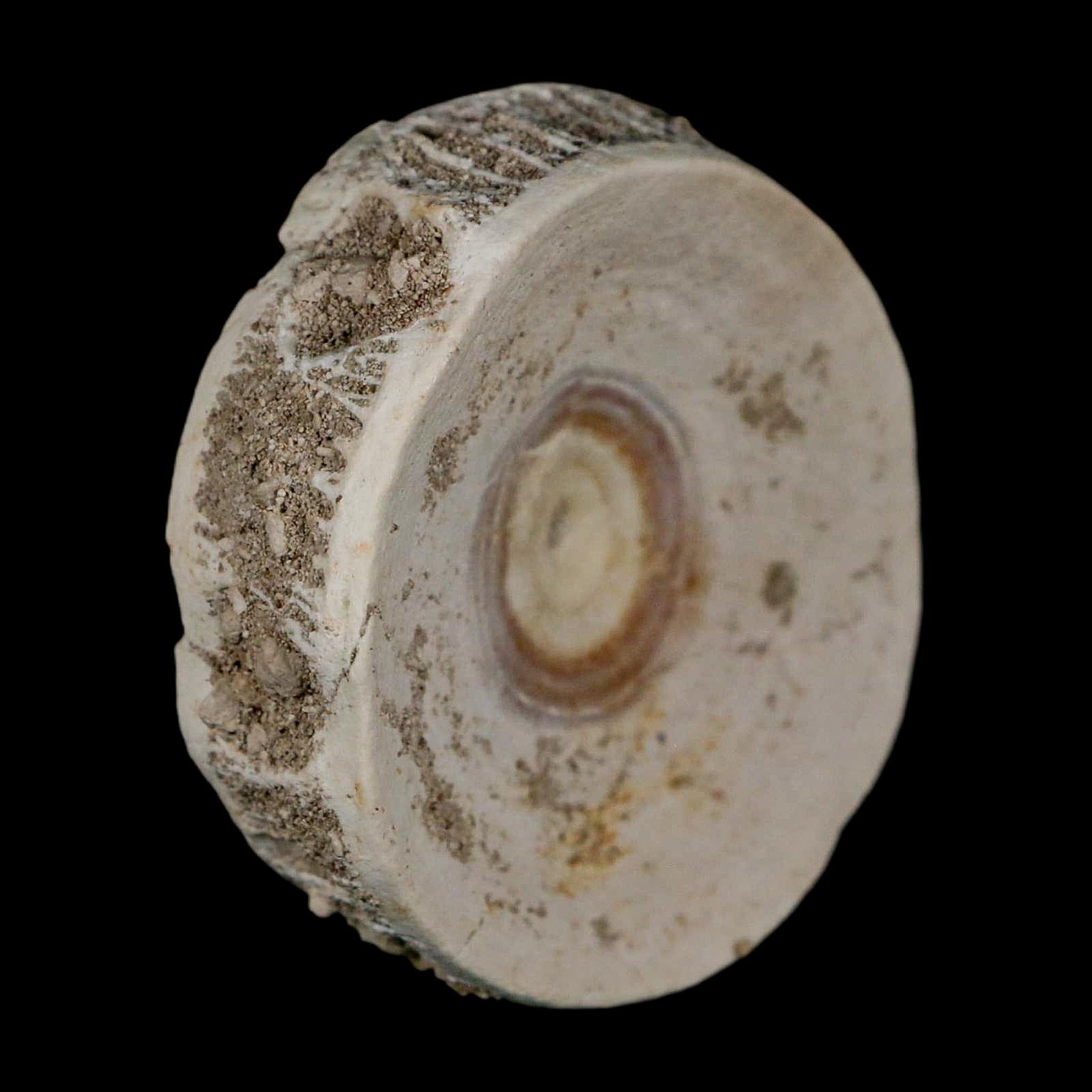 51MM Otodus Obliquus Shark Vertebrae Fossil Bone In Matrix Morocco COA - Fossil Age Minerals