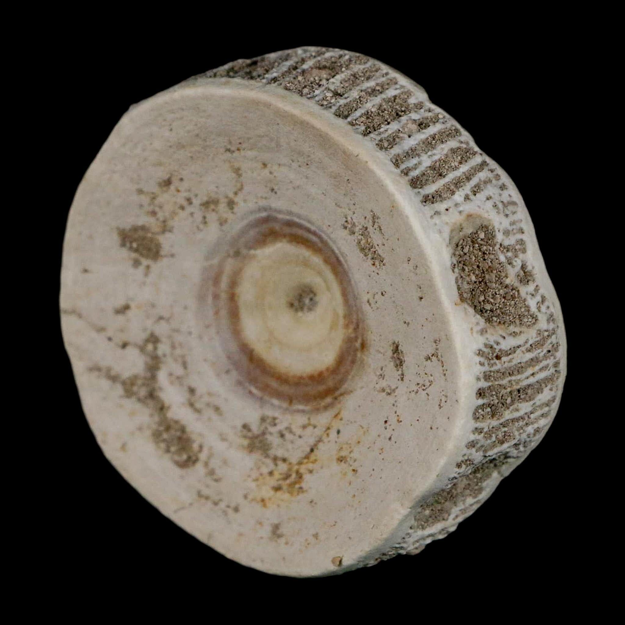 51MM Otodus Obliquus Shark Vertebrae Fossil Bone In Matrix Morocco COA - Fossil Age Minerals