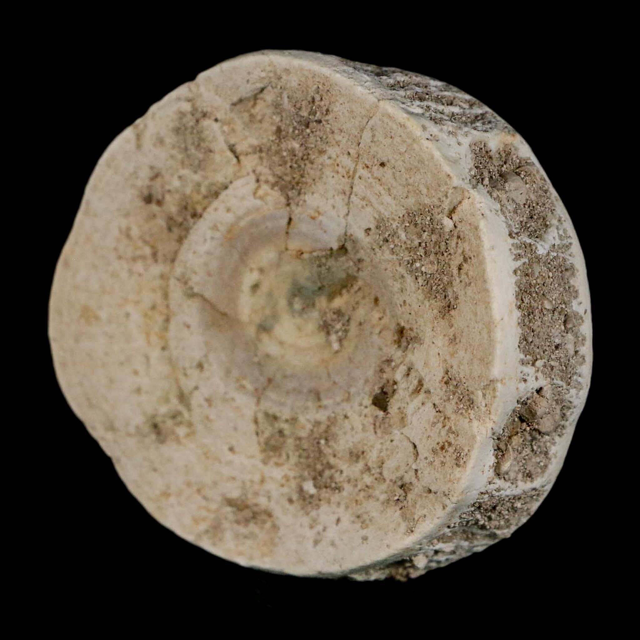 51MM Otodus Obliquus Shark Vertebrae Fossil Bone In Matrix Morocco COA - Fossil Age Minerals