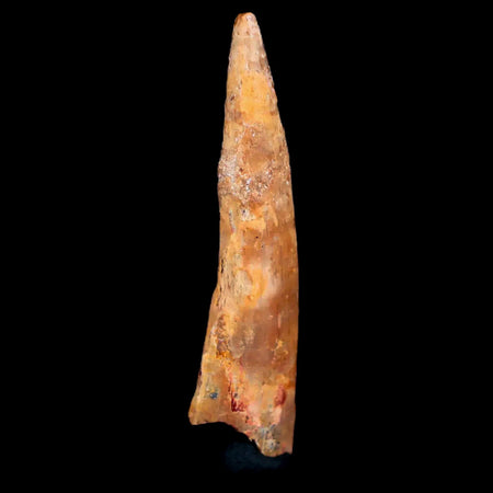 1.6" Pterosaur Coloborhynchus Fossil Tooth Upper Cretaceous Morocco COA & Display