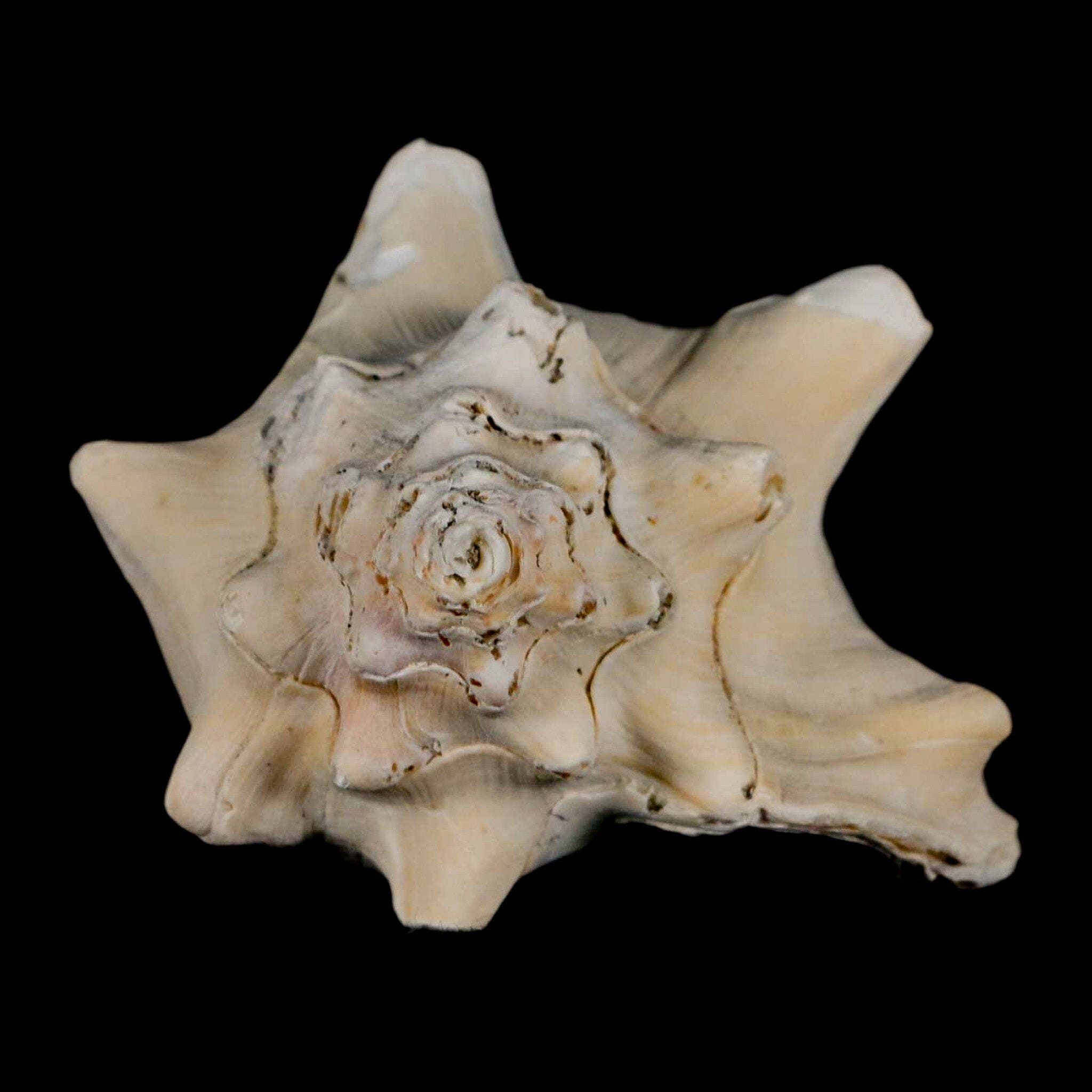 3" Strombus Bubonius Fossil Shell Gastropod Pliocene Age Almeria, Spain - Fossil Age Minerals