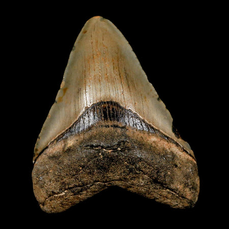 3" Quality Megalodon Shark Tooth Serrated Fossil Natural Miocene Age COA
