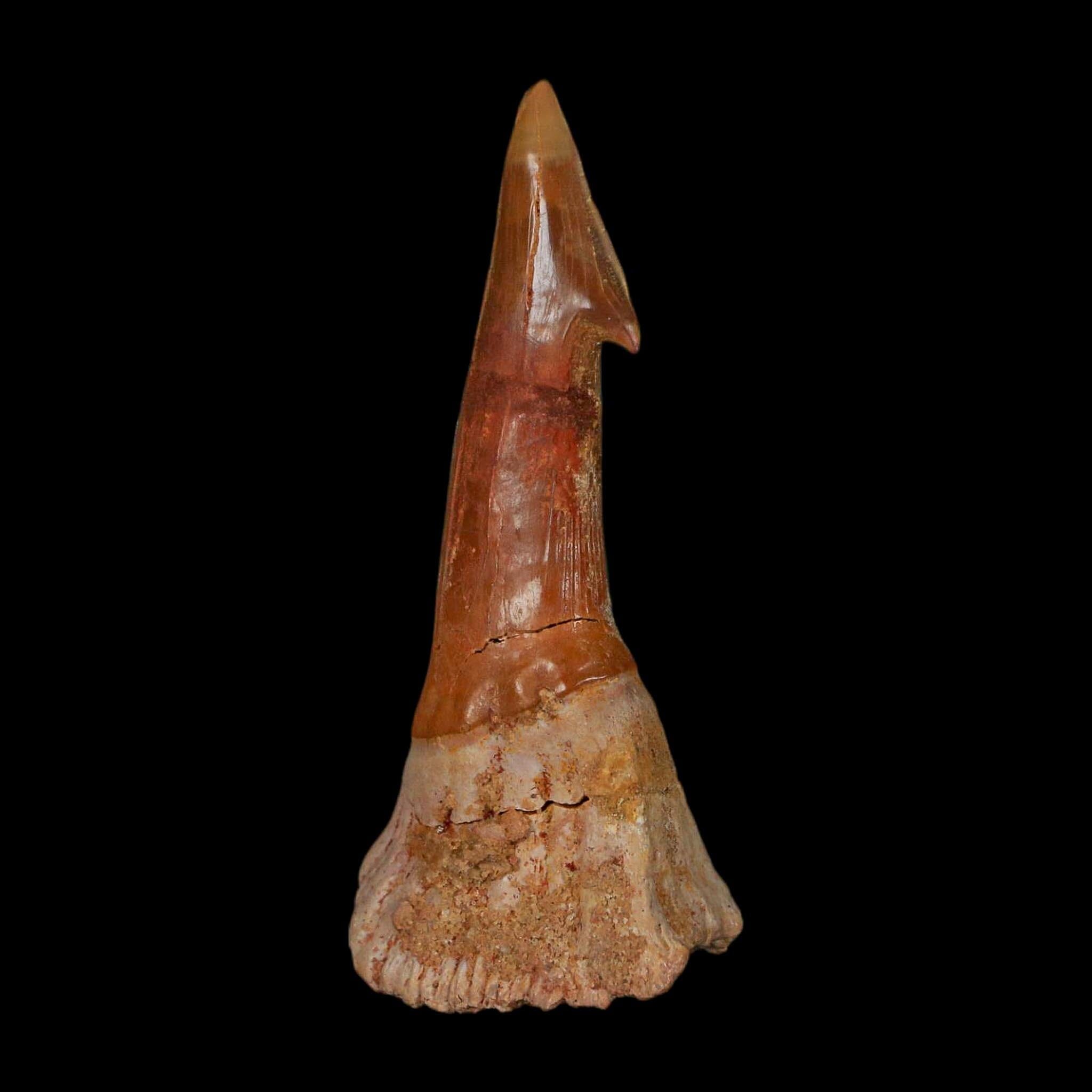 XL 2.8" Sawfish Fossil Tooth Barb Onchopristis Numidus Cretaceous Dinosaur Era COA - Fossil Age Minerals