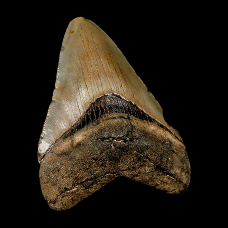 3" Quality Megalodon Shark Tooth Serrated Fossil Natural Miocene Age COA