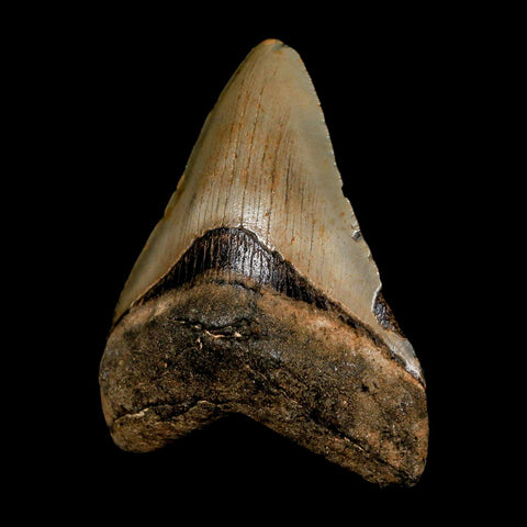 3" Quality Megalodon Shark Tooth Serrated Fossil Natural Miocene Age COA