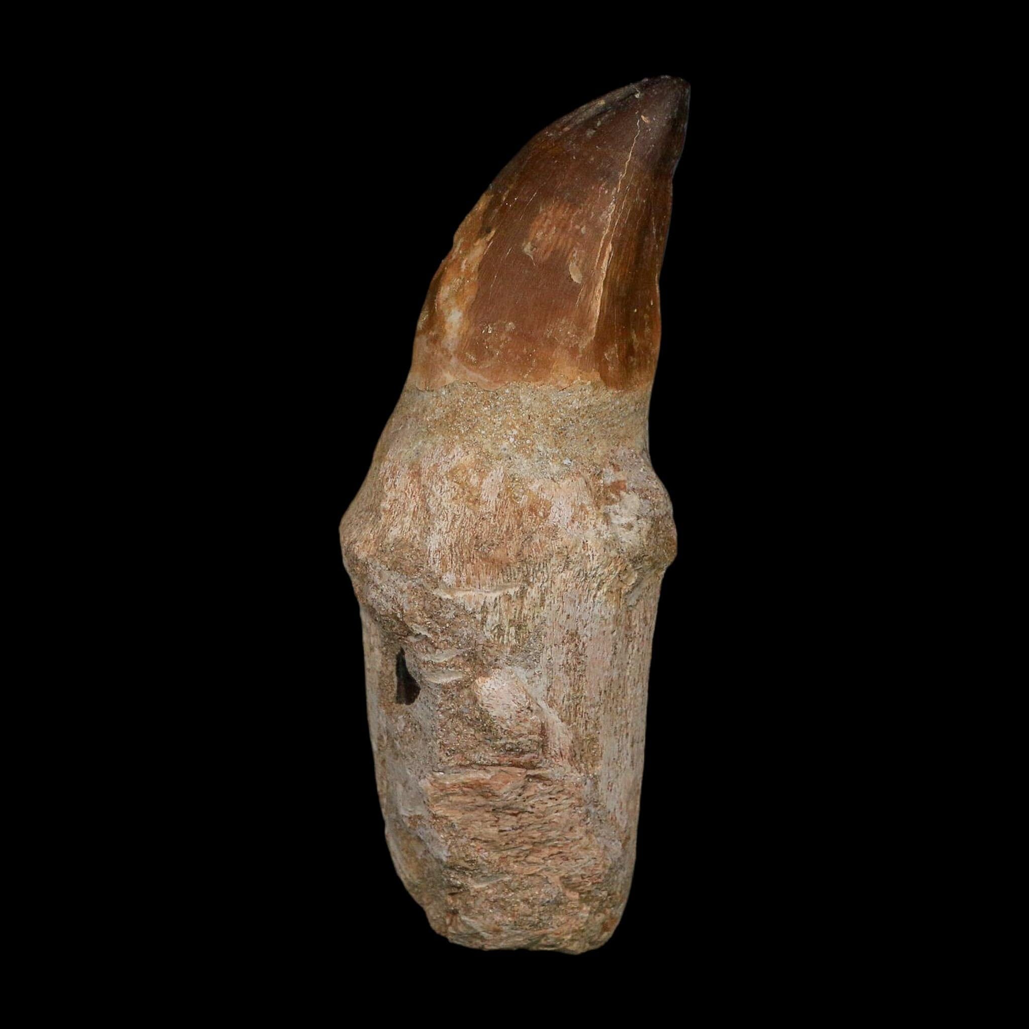 XL 4.4" Mosasaur Prognathodon Fossil Tooth Rooted Cretaceous Dinosaur Era COA - Fossil Age Minerals