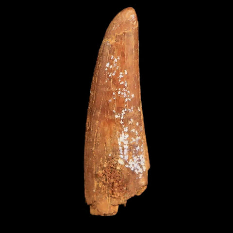 1.1" Pterosaur Coloborhynchus Fossil Tooth Upper Cretaceous Morocco COA & Display - Fossil Age Minerals