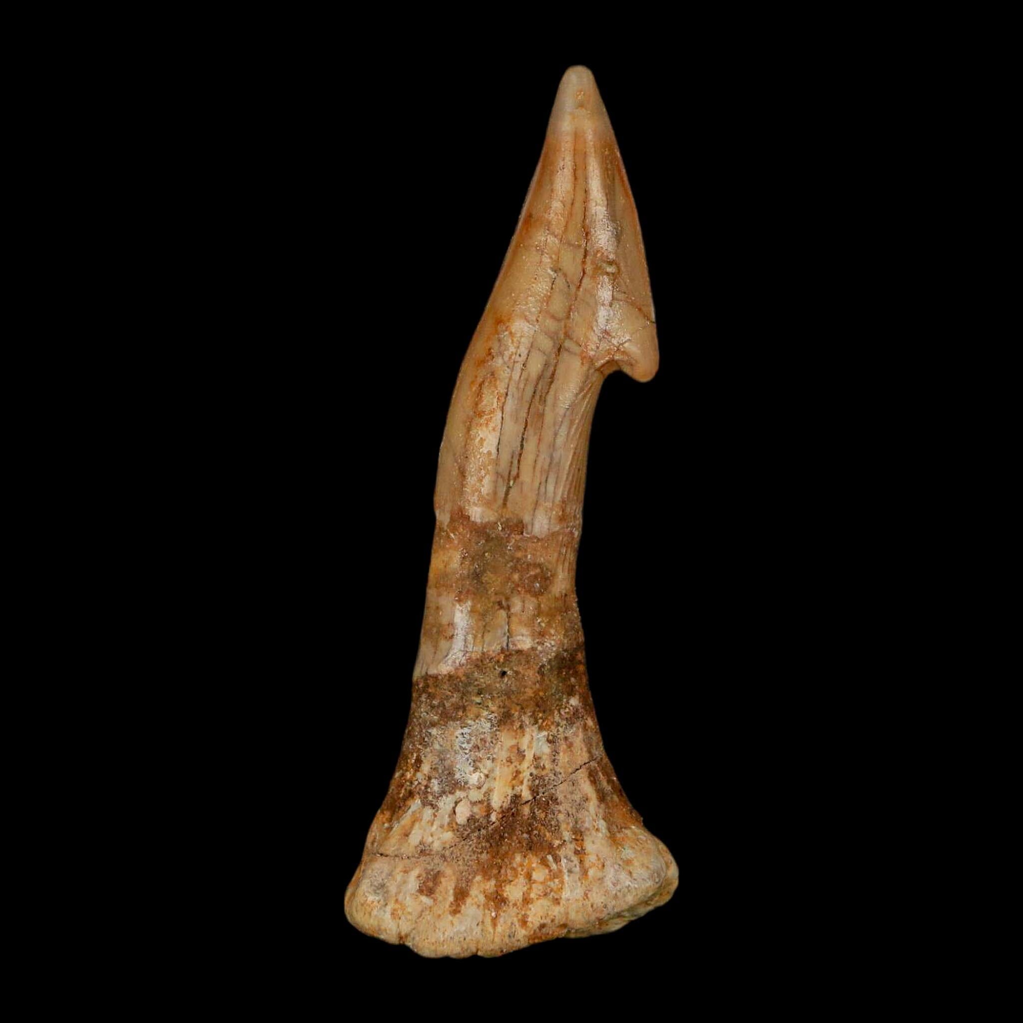 XL 2.7" Sawfish Fossil Tooth Barb Onchopristis Numidus Cretaceous Dinosaur Era COA - Fossil Age Minerals