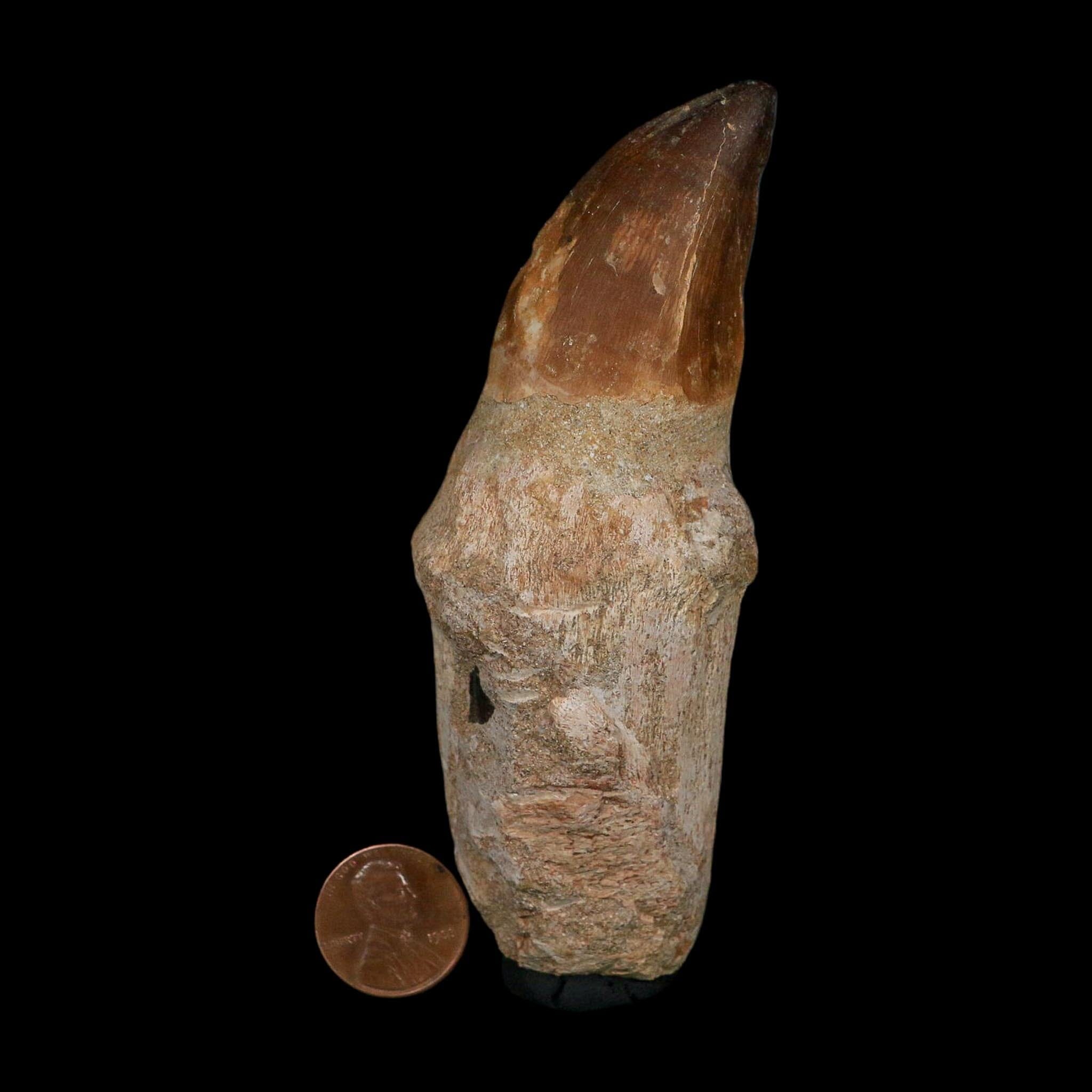 XL 4.4" Mosasaur Prognathodon Fossil Tooth Rooted Cretaceous Dinosaur Era COA - Fossil Age Minerals