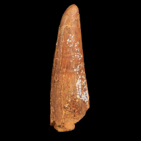 1.1" Pterosaur Coloborhynchus Fossil Tooth Upper Cretaceous Morocco COA & Display - Fossil Age Minerals