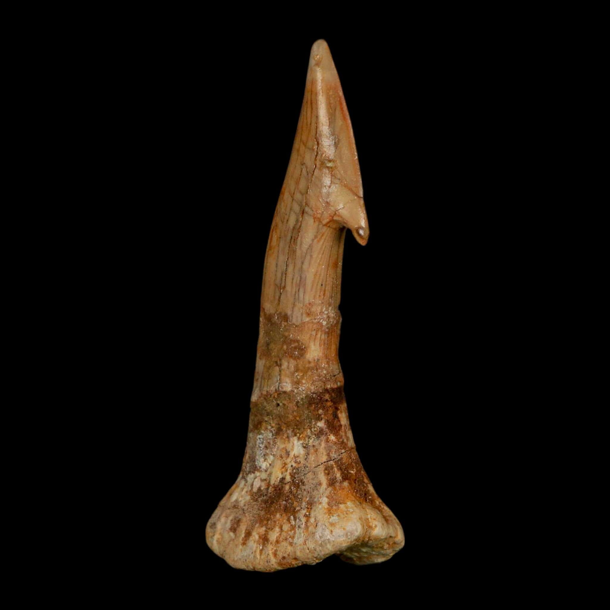XL 2.7" Sawfish Fossil Tooth Barb Onchopristis Numidus Cretaceous Dinosaur Era COA - Fossil Age Minerals