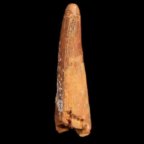 1.1" Pterosaur Coloborhynchus Fossil Tooth Upper Cretaceous Morocco COA & Display - Fossil Age Minerals