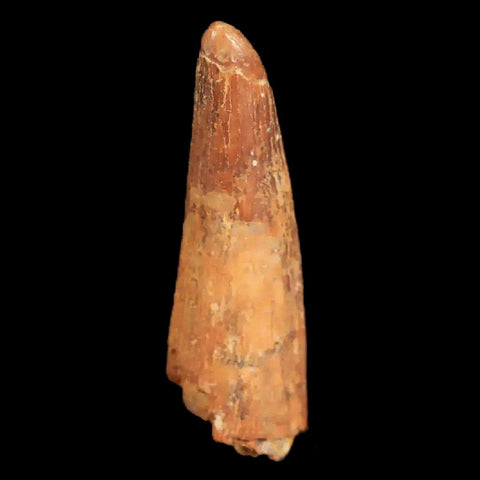 1.1" Pterosaur Coloborhynchus Fossil Tooth Upper Cretaceous Morocco COA & Display - Fossil Age Minerals