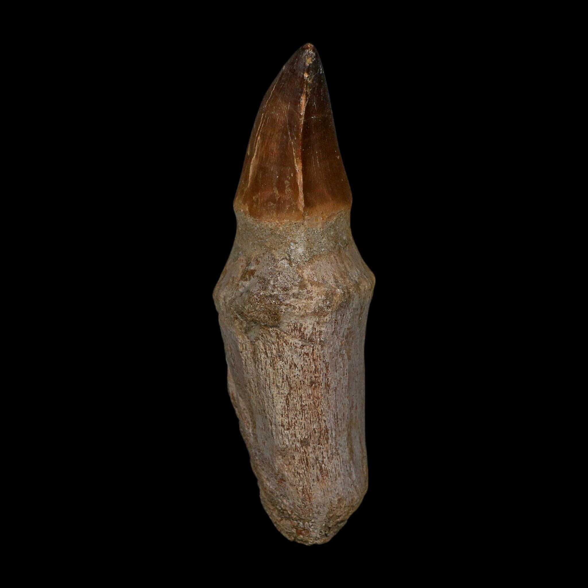 XL 4.4" Mosasaur Prognathodon Fossil Tooth Rooted Cretaceous Dinosaur Era COA - Fossil Age Minerals