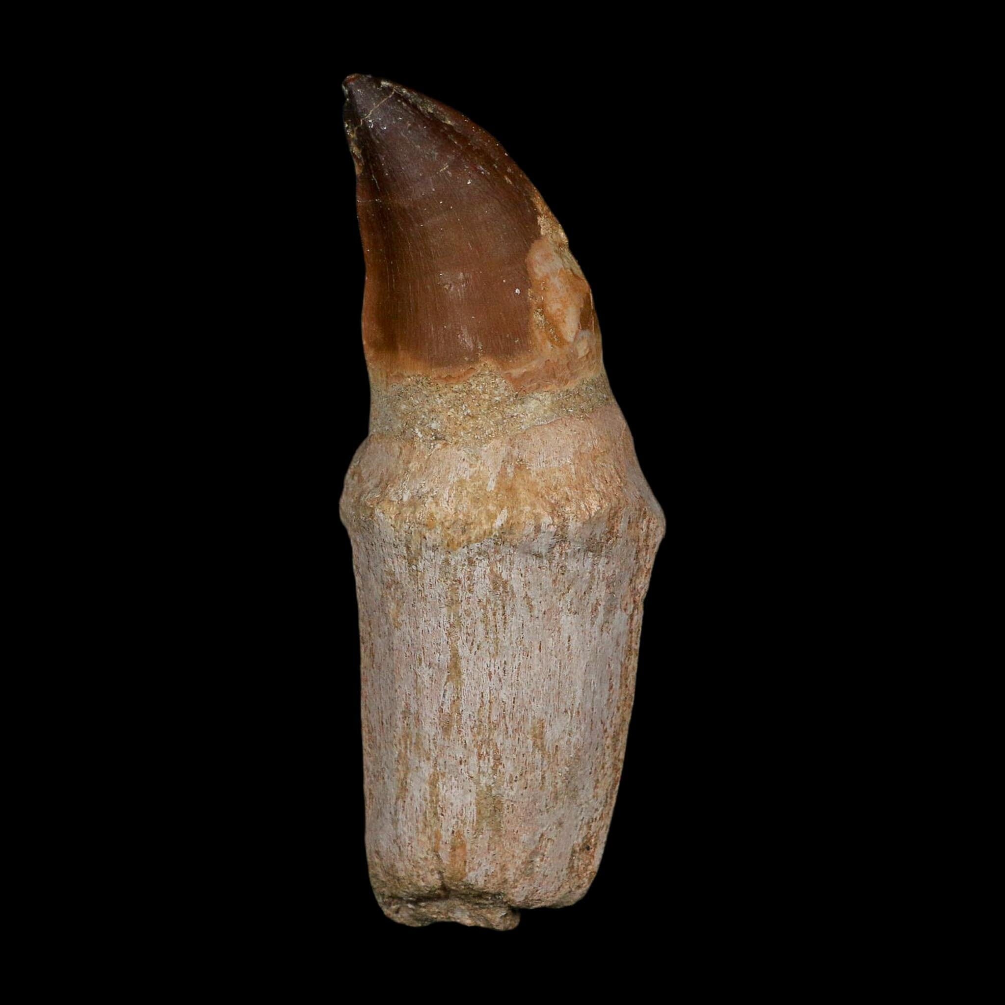 XL 4.4" Mosasaur Prognathodon Fossil Tooth Rooted Cretaceous Dinosaur Era COA - Fossil Age Minerals