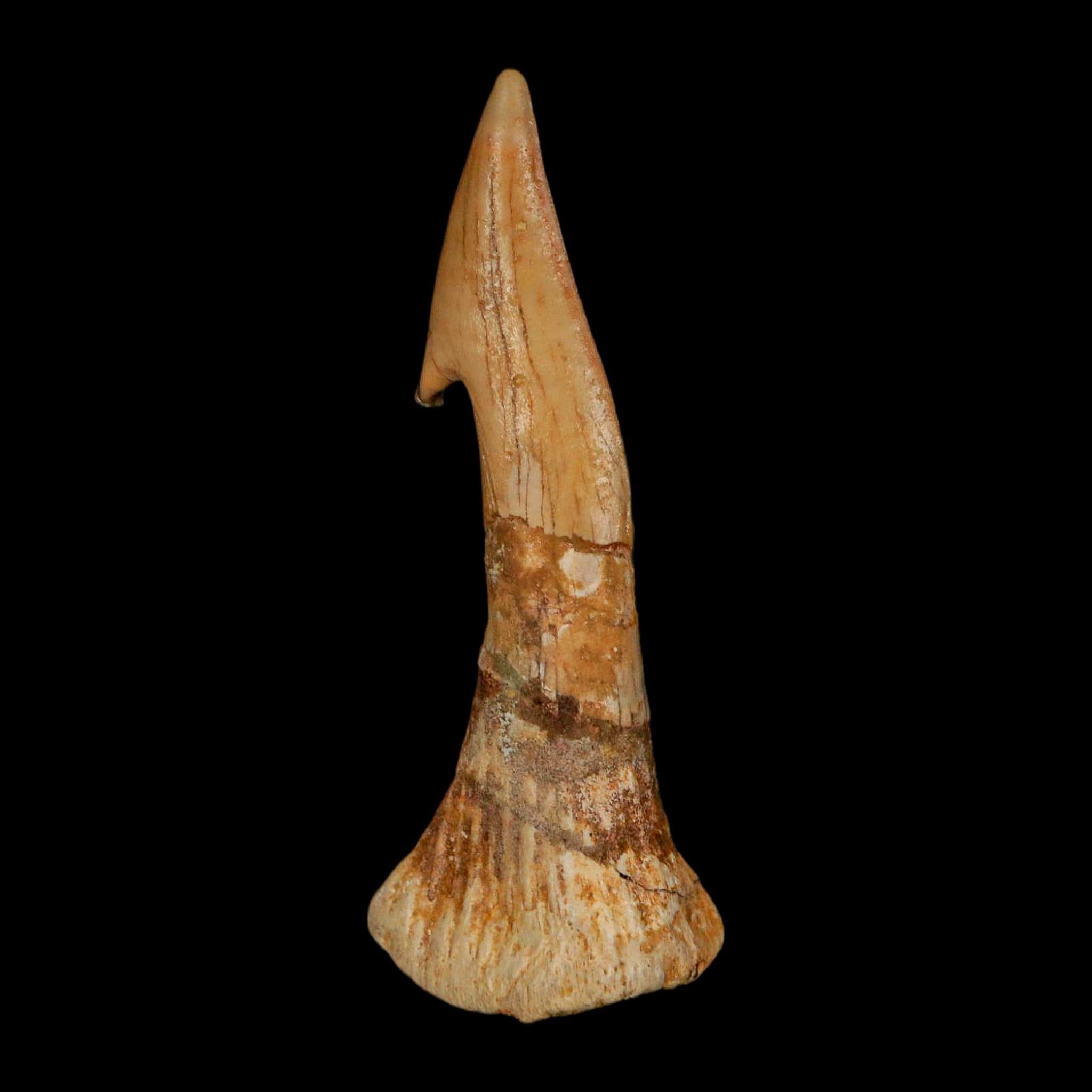 XL 2.7" Sawfish Fossil Tooth Barb Onchopristis Numidus Cretaceous Dinosaur Era COA - Fossil Age Minerals