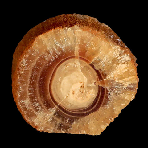 2.5" Natural Cut Rough Cave Honey Calcite Crystal Mineral Specimen Morocco - Fossil Age Minerals