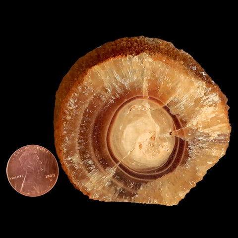 2.5" Natural Cut Rough Cave Honey Calcite Crystal Mineral Specimen Morocco - Fossil Age Minerals