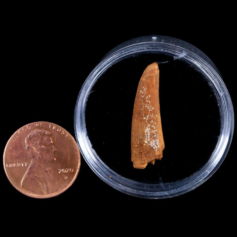 1.1" Pterosaur Coloborhynchus Fossil Tooth Upper Cretaceous Morocco COA & Display - Fossil Age Minerals