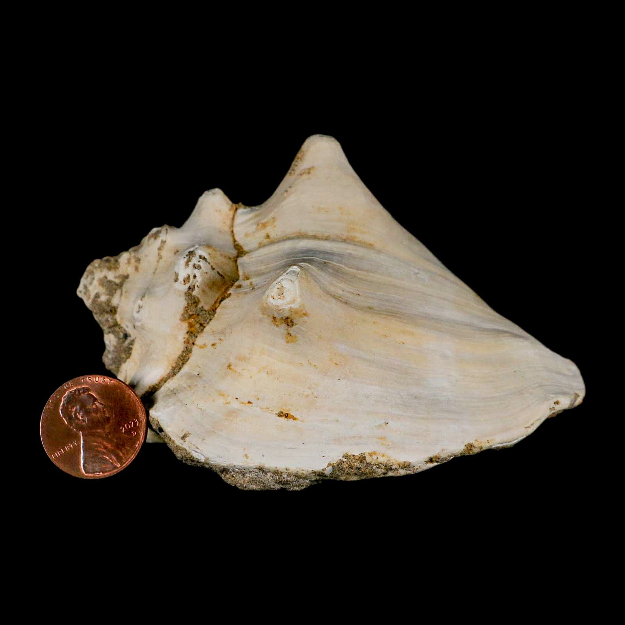 3.7" Strombus Bubonius Fossil Shell Gastropod Pliocene Age Almeria, Spain - Fossil Age Minerals