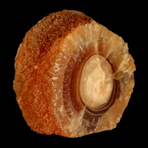 2.5" Natural Cut Rough Cave Honey Calcite Crystal Mineral Specimen Morocco - Fossil Age Minerals