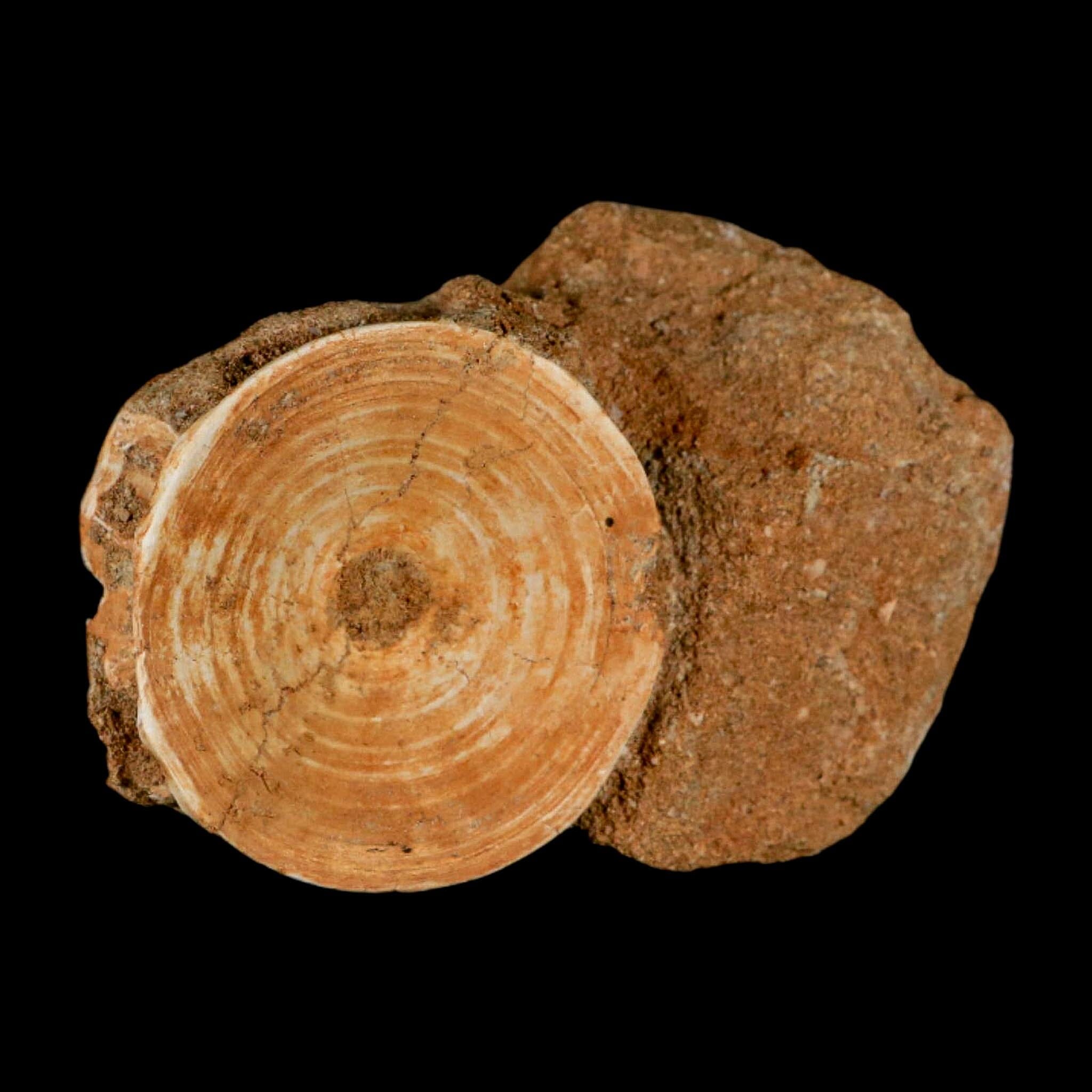 50MM Otodus Obliquus Shark Vertebrae Fossil Bone In Matrix Morocco COA - Fossil Age Minerals