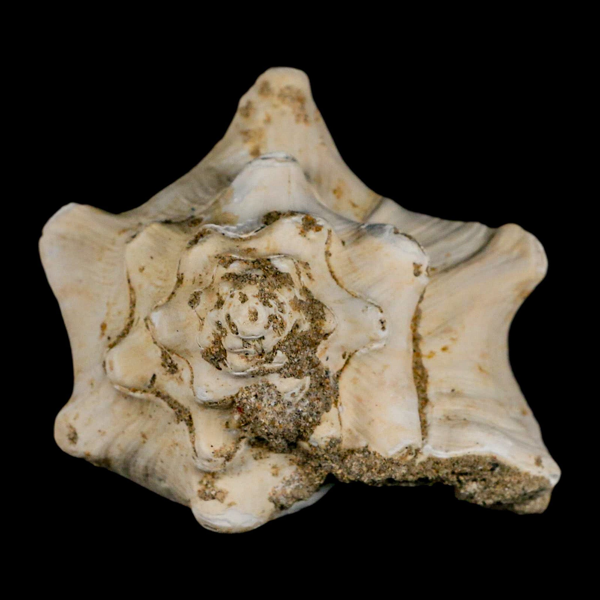 3.7" Strombus Bubonius Fossil Shell Gastropod Pliocene Age Almeria, Spain - Fossil Age Minerals