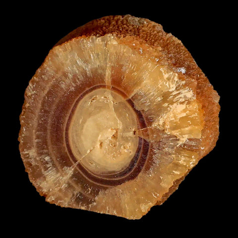 2.5" Natural Cut Rough Cave Honey Calcite Crystal Mineral Specimen Morocco - Fossil Age Minerals