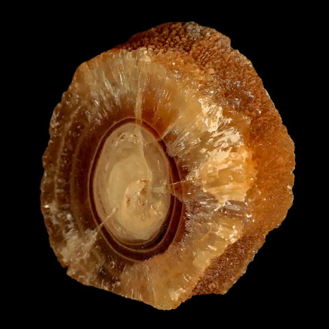 2.5" Natural Cut Rough Cave Honey Calcite Crystal Mineral Specimen Morocco - Fossil Age Minerals