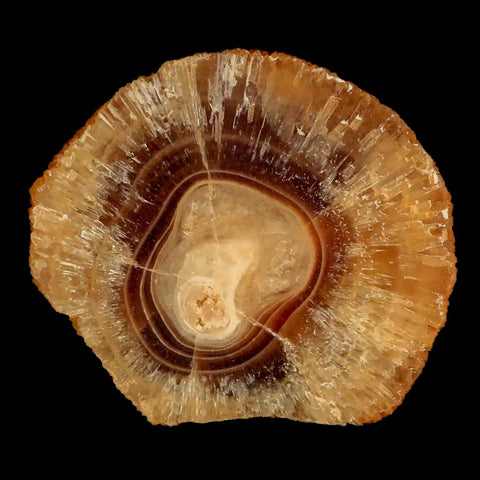 2.5" Natural Cut Rough Cave Honey Calcite Crystal Mineral Specimen Morocco - Fossil Age Minerals