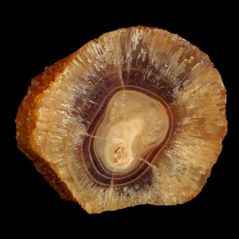 2.5" Natural Cut Rough Cave Honey Calcite Crystal Mineral Specimen Morocco - Fossil Age Minerals