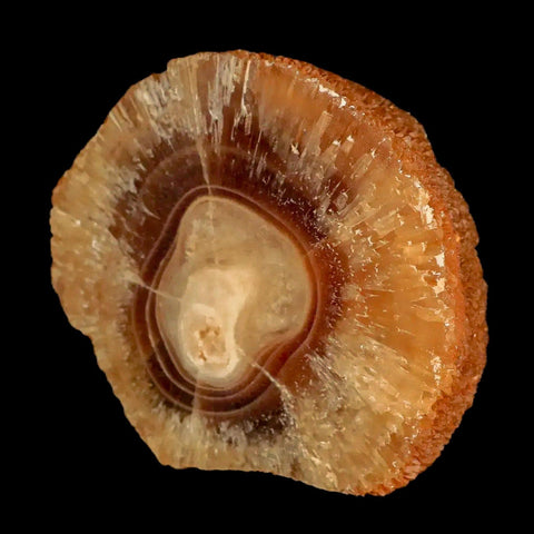 2.5" Natural Cut Rough Cave Honey Calcite Crystal Mineral Specimen Morocco - Fossil Age Minerals