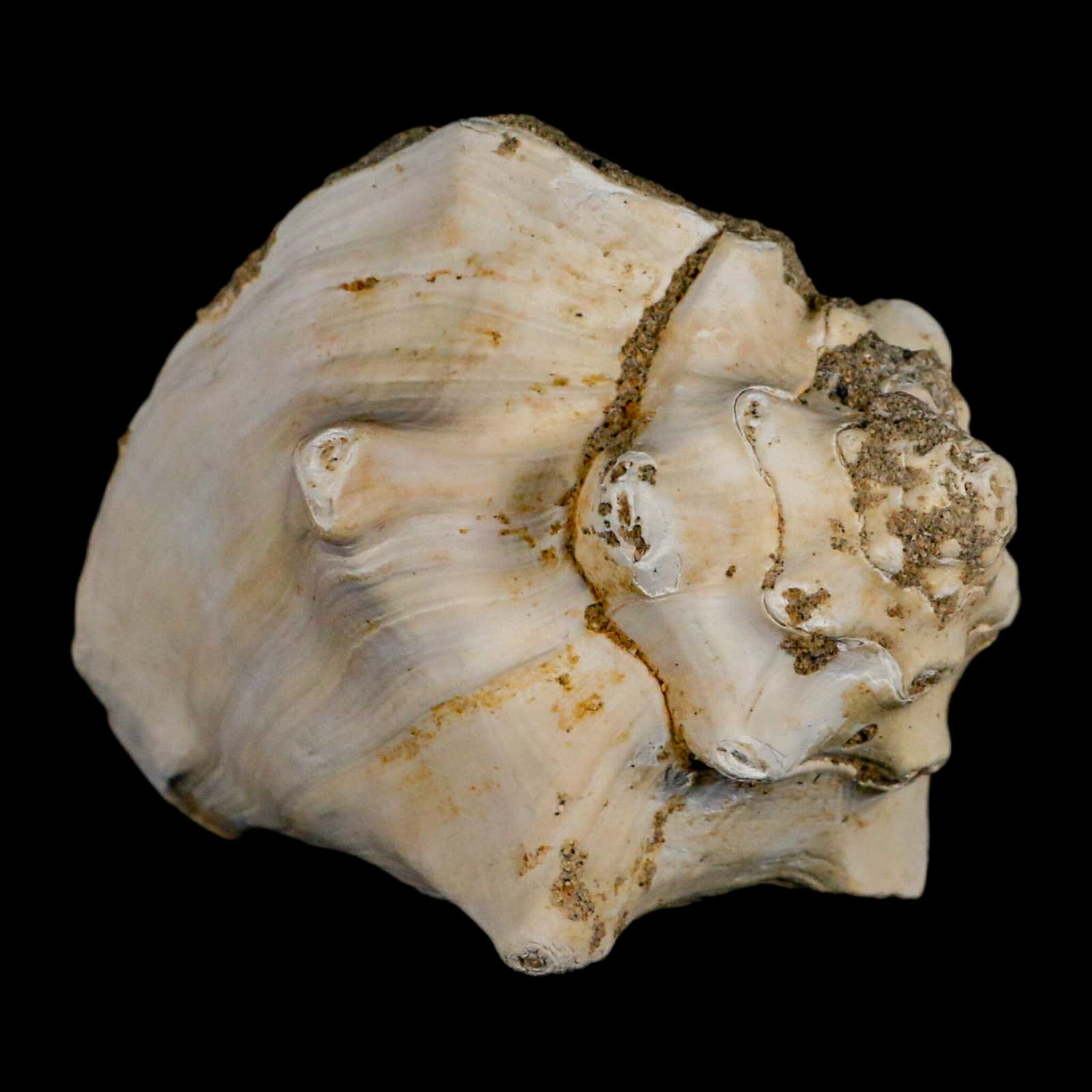 3.7" Strombus Bubonius Fossil Shell Gastropod Pliocene Age Almeria, Spain - Fossil Age Minerals