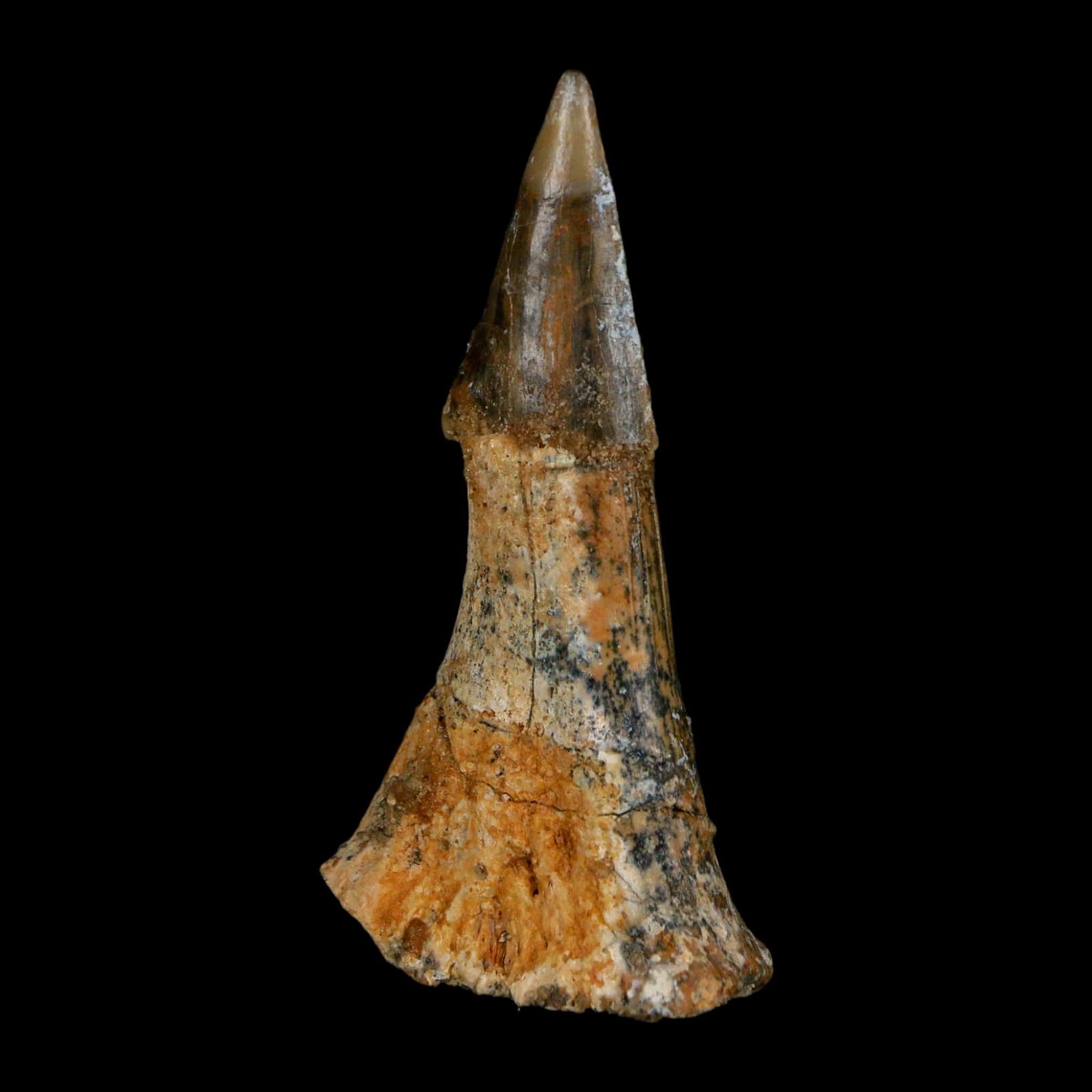 XL 2.6" Sawfish Fossil Tooth Barb Onchopristis Numidus Cretaceous Dinosaur Era COA - Fossil Age Minerals