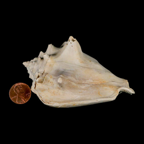 3.8" Strombus Bubonius Fossil Shell Gastropod Pliocene Age Almeria, Spain - Fossil Age Minerals