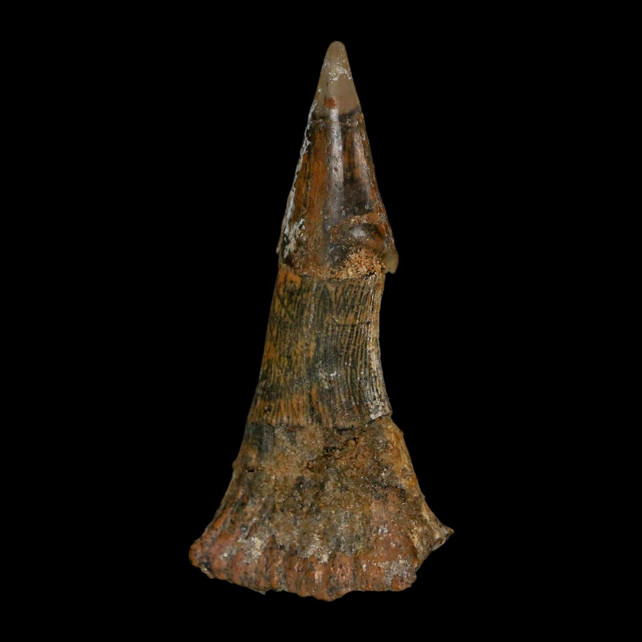 XL 2.6" Sawfish Fossil Tooth Barb Onchopristis Numidus Cretaceous Dinosaur Era COA - Fossil Age Minerals