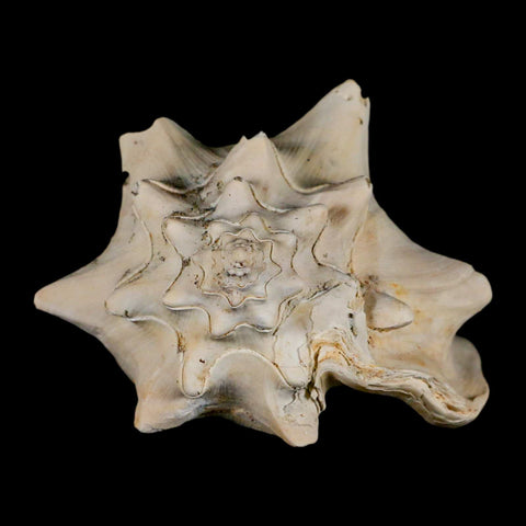 3.8" Strombus Bubonius Fossil Shell Gastropod Pliocene Age Almeria, Spain - Fossil Age Minerals