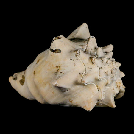 3.8" Strombus Bubonius Fossil Shell Gastropod Pliocene Age Almeria, Spain