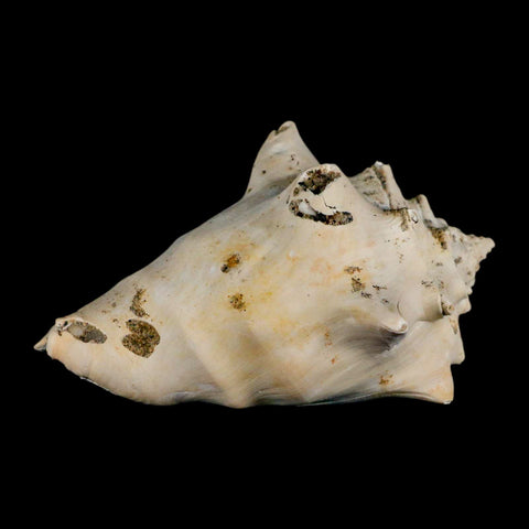 3.8" Strombus Bubonius Fossil Shell Gastropod Pliocene Age Almeria, Spain - Fossil Age Minerals