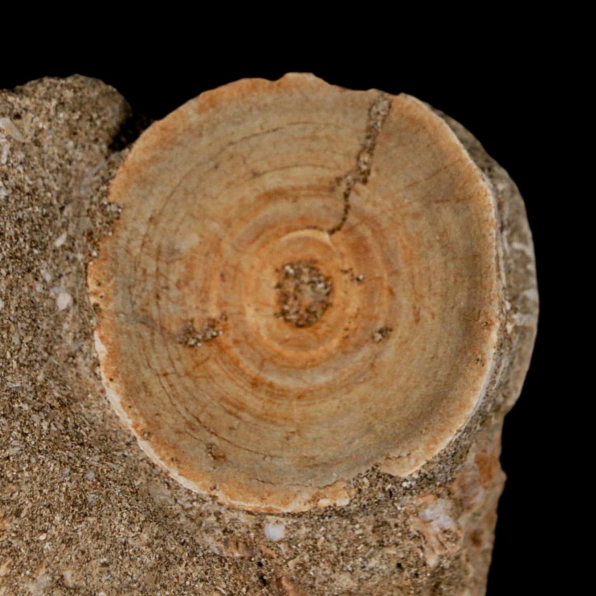 43MM Otodus Obliquus Shark Vertebrae Fossil Bone In Matrix Morocco COA - Fossil Age Minerals