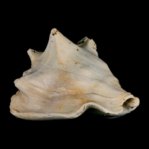 3.8" Strombus Bubonius Fossil Shell Gastropod Pliocene Age Almeria, Spain - Fossil Age Minerals