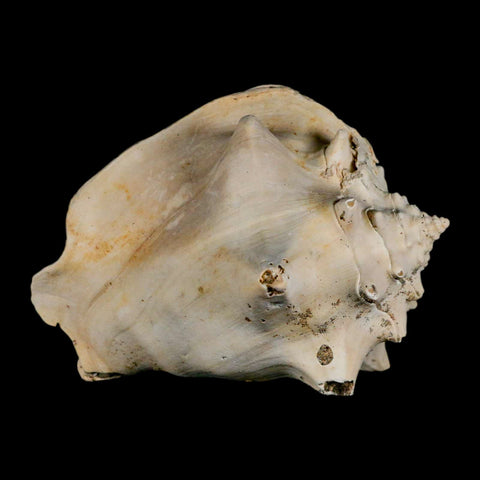 3.8" Strombus Bubonius Fossil Shell Gastropod Pliocene Age Almeria, Spain - Fossil Age Minerals