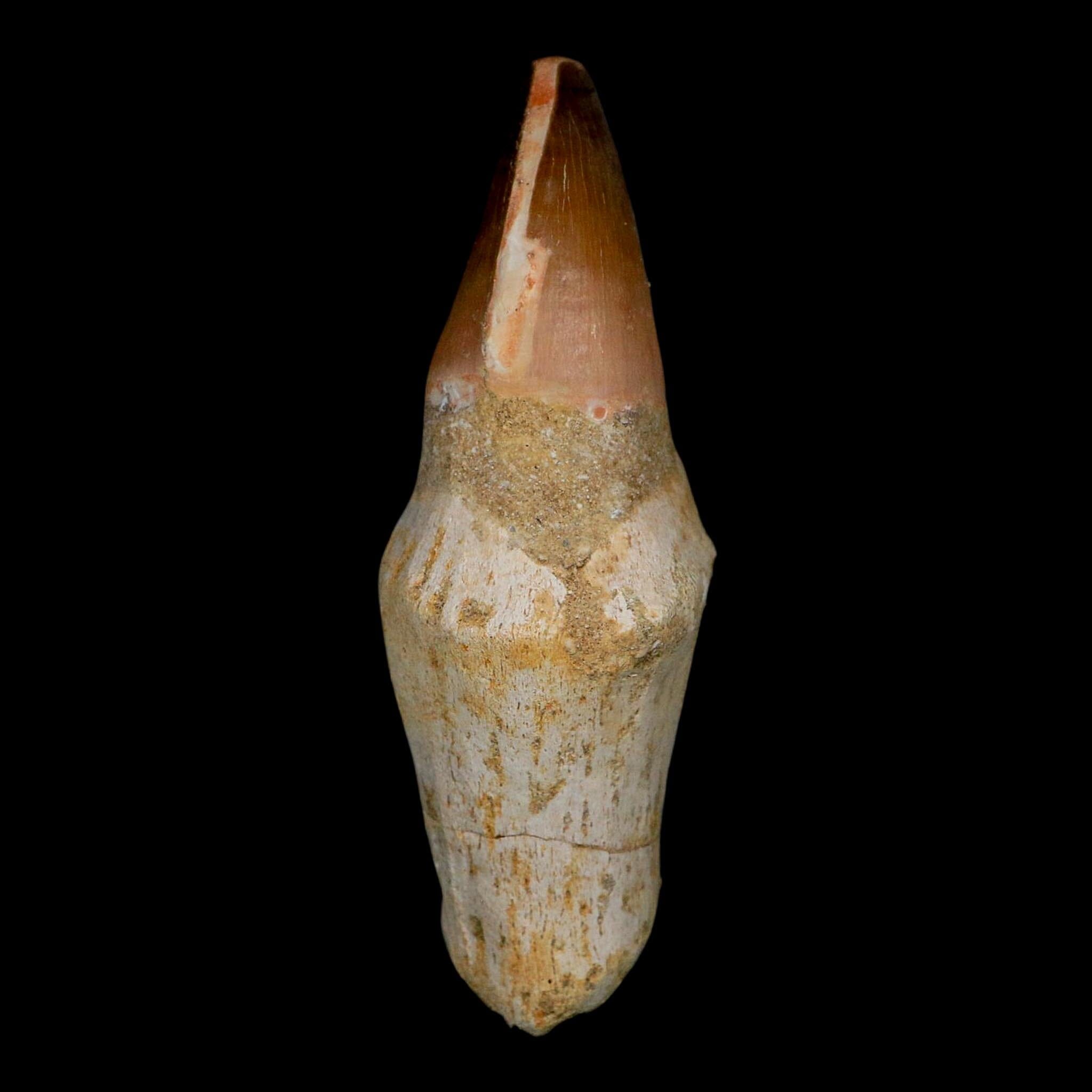 XL 4.1" Mosasaur Prognathodon Fossil Tooth Rooted Cretaceous Dinosaur Era COA - Fossil Age Minerals