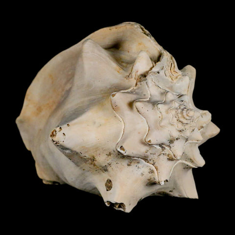 3.8" Strombus Bubonius Fossil Shell Gastropod Pliocene Age Almeria, Spain - Fossil Age Minerals