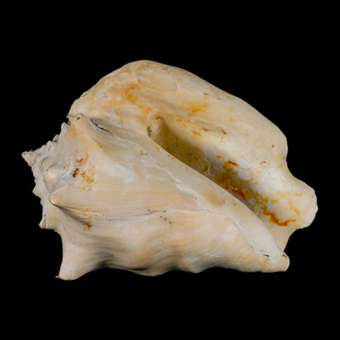 3.8" Strombus Bubonius Fossil Shell Gastropod Pliocene Age Almeria, Spain - Fossil Age Minerals